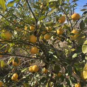 レモン(千秋町産)